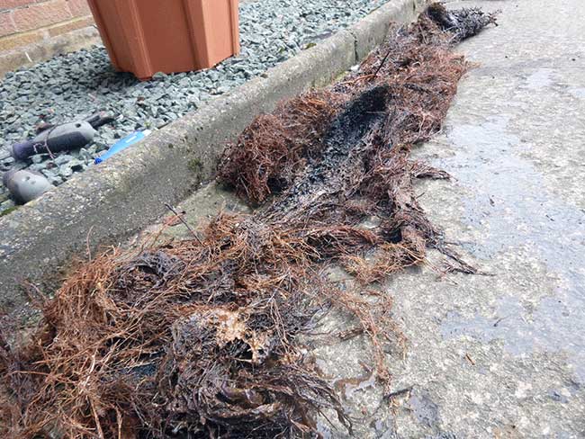 Tree roots removed from drains
